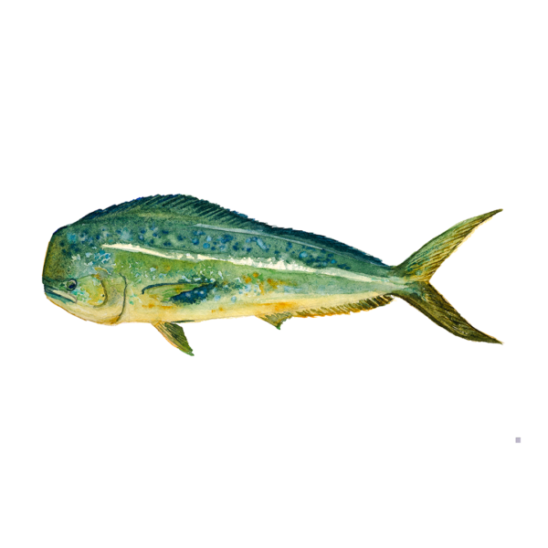 Peces Giclee Print (copia)